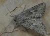 Anarta trifolii